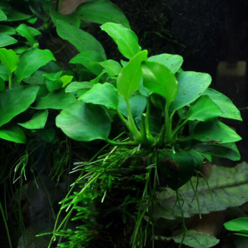 Anubias nana petite submers