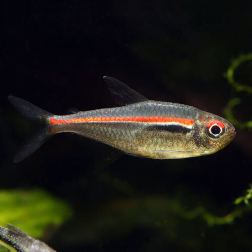 Amapa-Glühlichtsalmler - Red Line Tetra