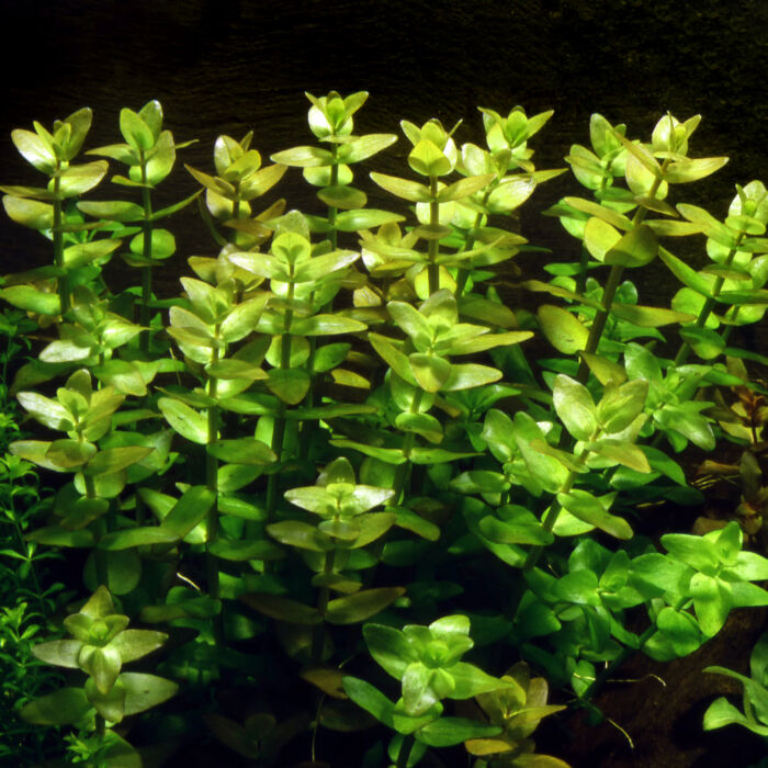 Bacopa caroliniana