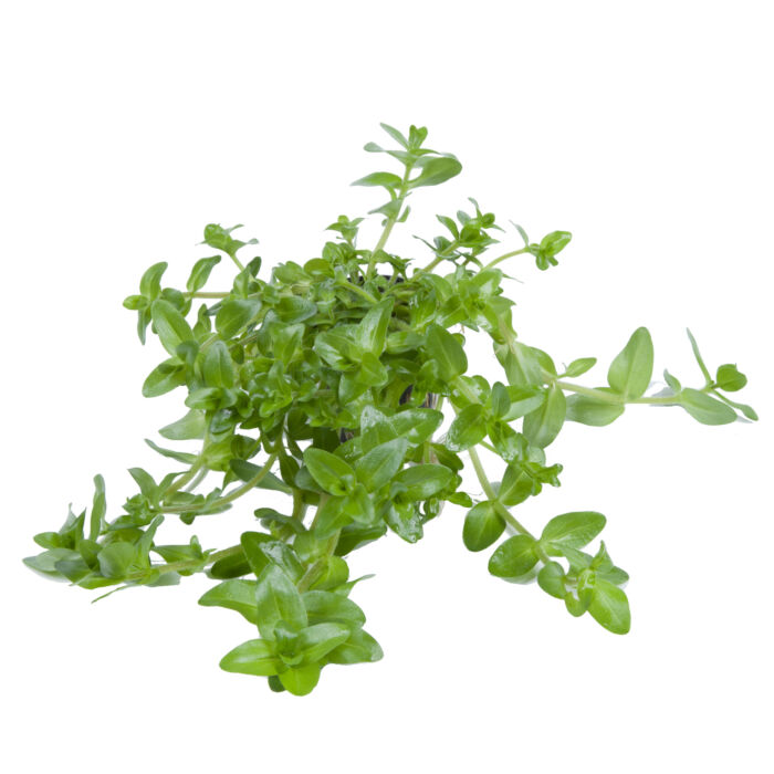 Bacopa caroliniana 7 - Garnelaxia