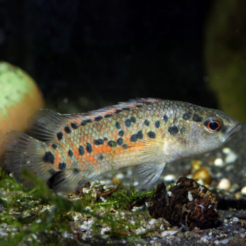 Assam-Blaubarsch - Assam Bluespot Badis