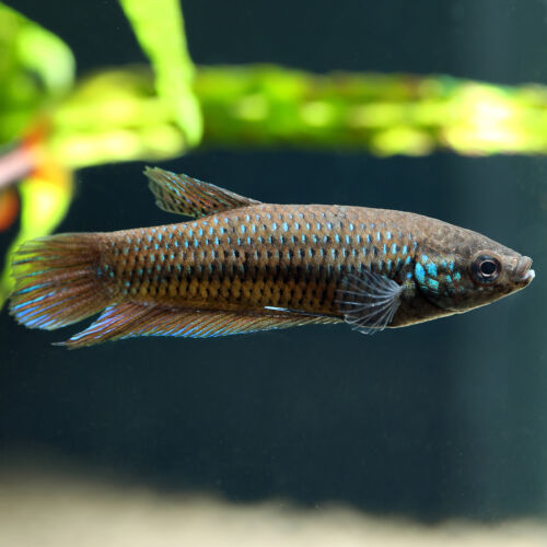 Smaragd-Kampffisch - Emerald Betta