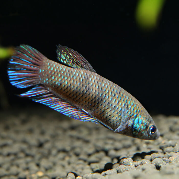 Betta smaragdina 2 1 scaled - Garnelaxia