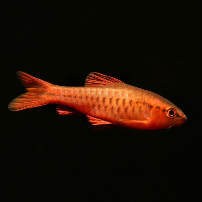 Bitterlingsbarbe - Cherry Barb