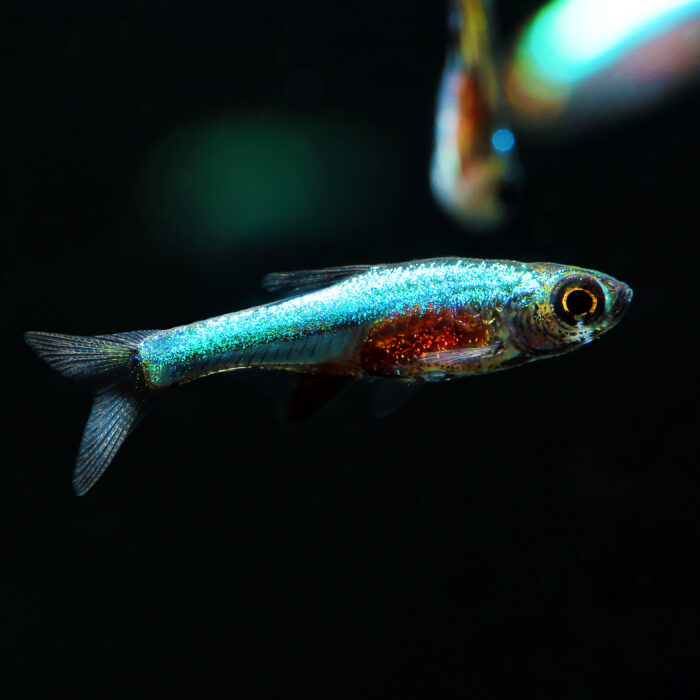 Blauer Zwergbärbling - Neon Blue Rasbora