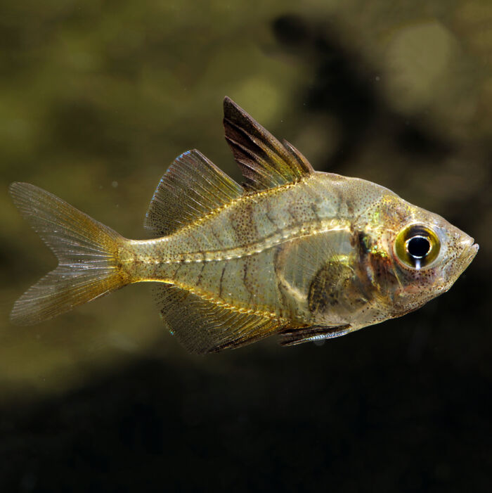 Indischer Blausaum-Glasbarsch - Highfin Glassfish