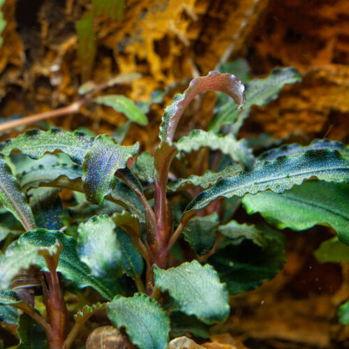 Bucephalandra sp. 'Kedagang'