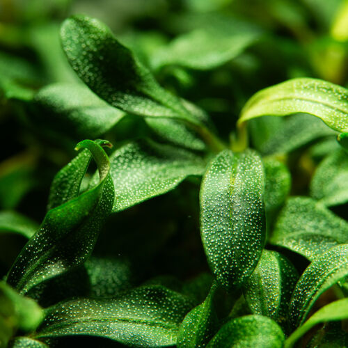 Bucephalandra sp. 'Needle Leaf' close