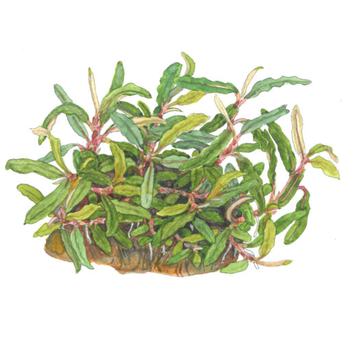 Bucephalandra sp. 'Needle Leaf' sketch