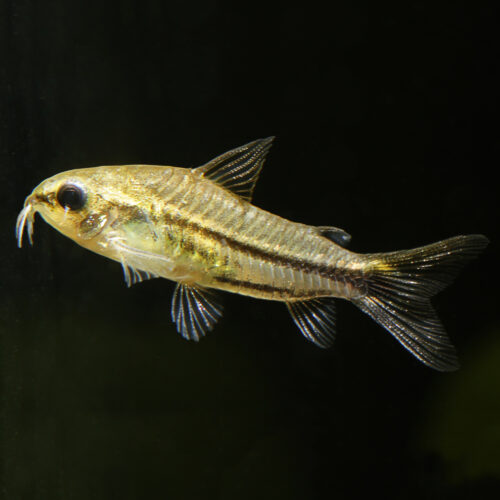 Zwergpanzerwels - Pygmy Corydoras