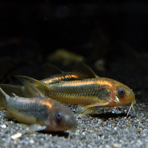 'Red Laser' Panzerwels - Corydoras sp. 'Red Laser'