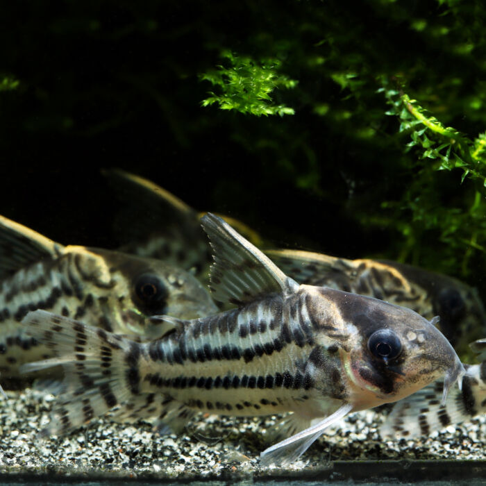 Schwartz-Panzerwels - Schwartz's Corydoras