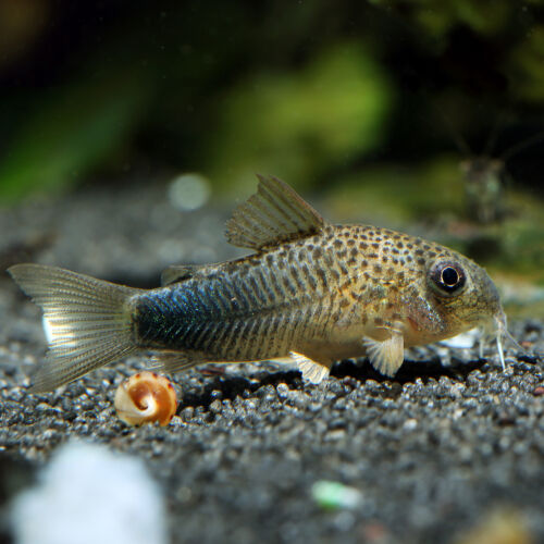 Similis Panzerwels - Smudge Spot Cory