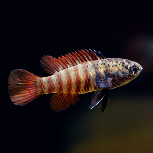 Tiger-Zwergblaubarsch - Black Tiger Badis