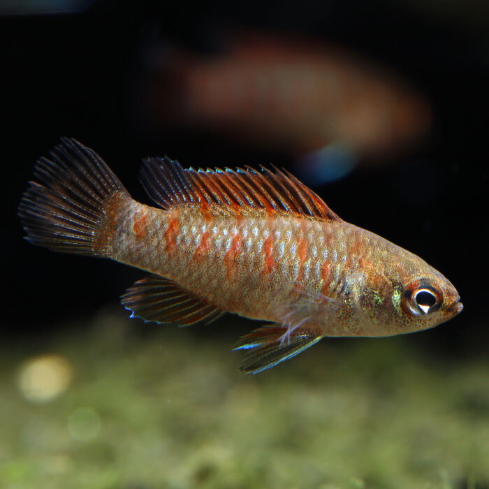 Scarlet-Blaubarsch - Scarlet Badis