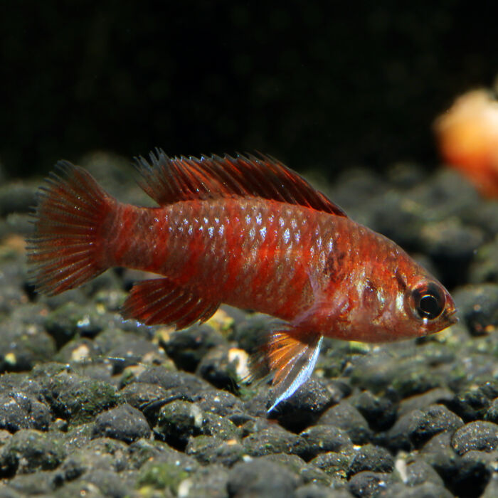 Scarlet Blaubarsch - Scarlet Badis