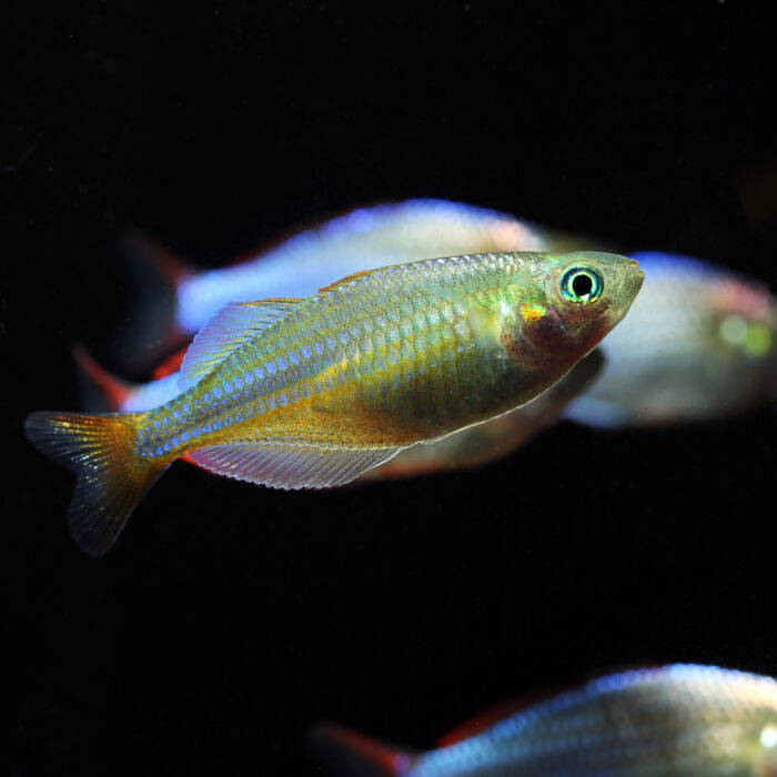 Diamant-Regenbogenfisch Weibchen