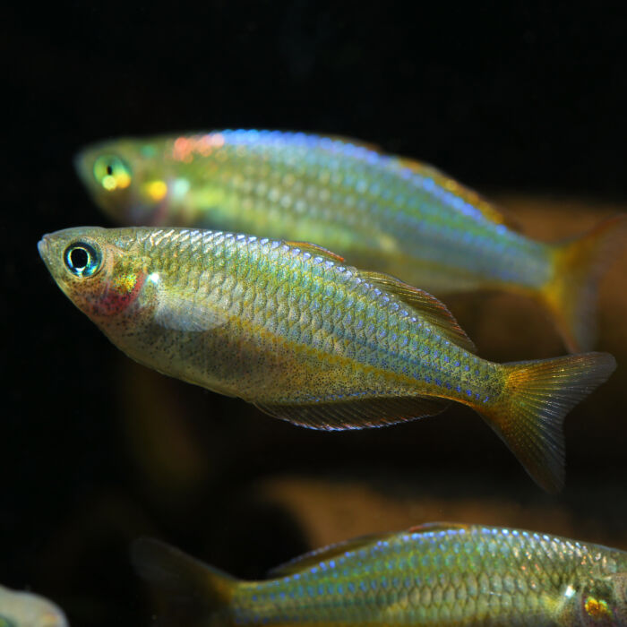 Diamant-Regenbogenfisch Weibchen