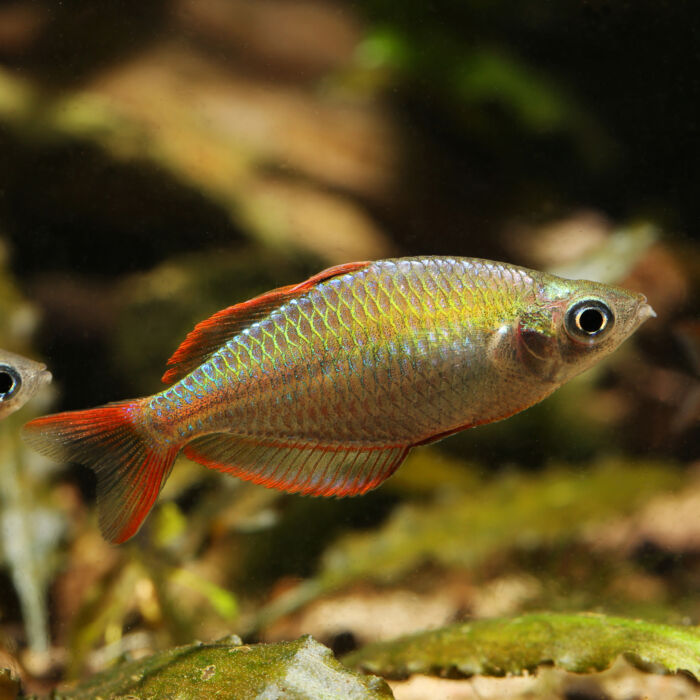 Diamant-Regenbogenfisch - Dwarf Rainbowfish