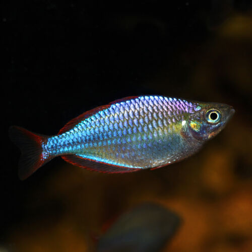 Diamant-Regenbogenfisch - Dwarf Rainbowfish