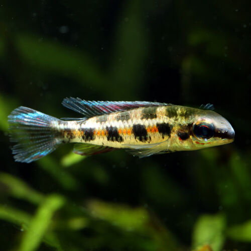 Gabelschwanz-Schachbrettbuntbarsch - Checkerboard Cichlid