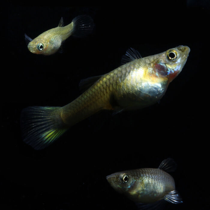 Endler Guppy Mix Weibchen 1 scaled - Garnelaxia