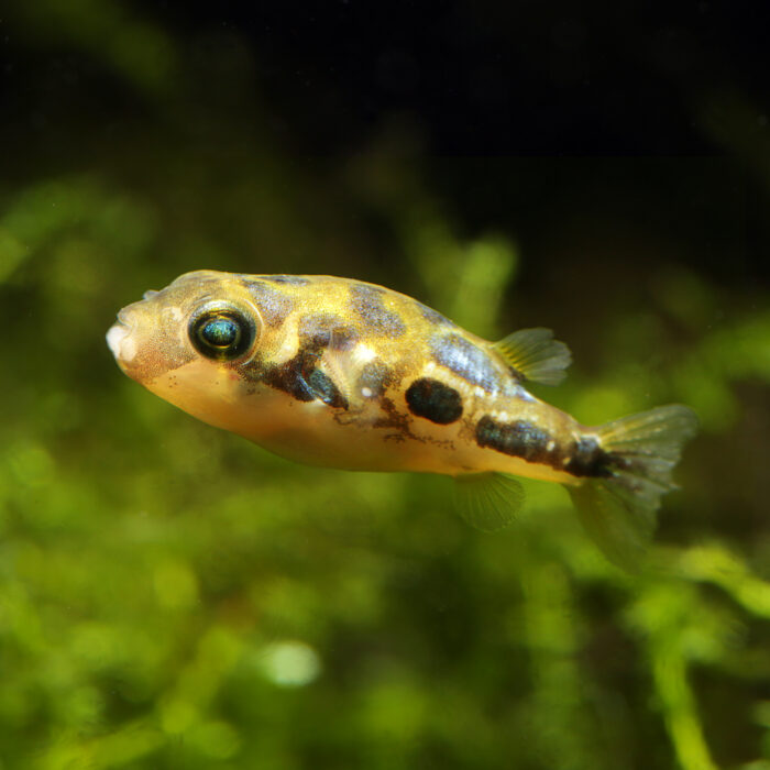 Erbsenkugelfisch - Pea Pufferfish