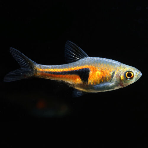 Espes Keilfleckbärbling - Espes Rasbora