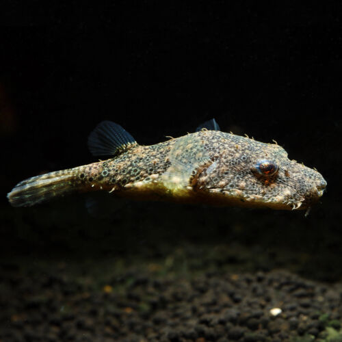 Fetzenkugelfisch - Hairy Puffer