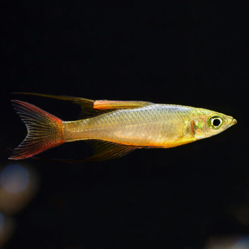 Filigran-Regenbogenfisch - Threadfin Rainbowfish