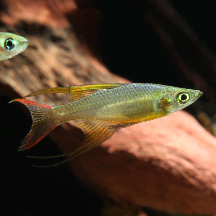 Filigran Regenbogenfisch 1 1 scaled - Garnelaxia