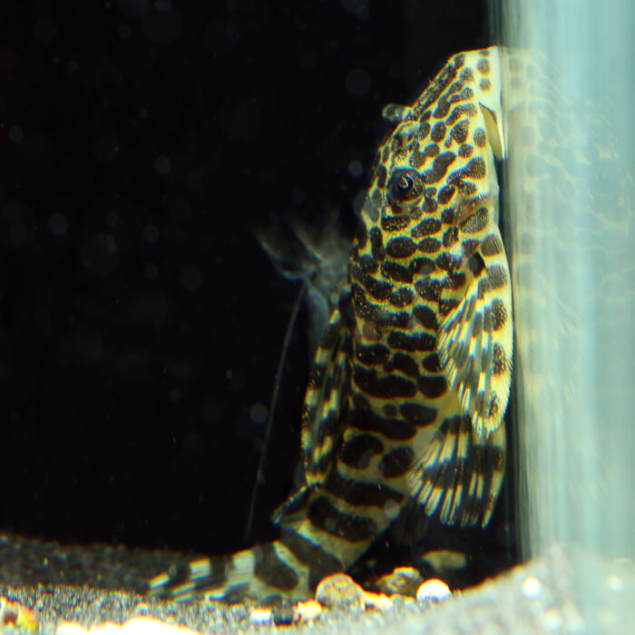 Goldtigerharnischwels - Emperial Tiger Pleco