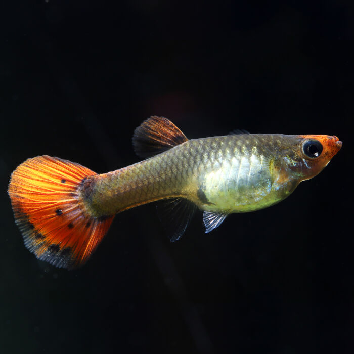 Guppy 'Koi Tuxedo' Weibchen