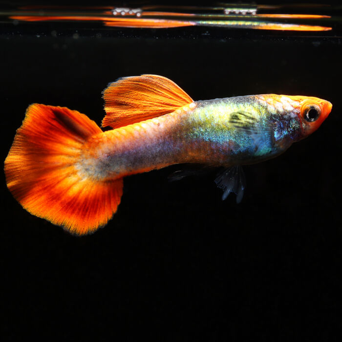 Guppy 'Koi Tuxedo'