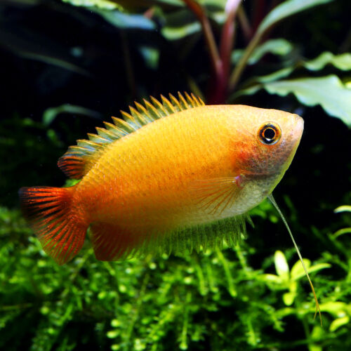 Goldener Honiggurami - Golden Honey Gourami