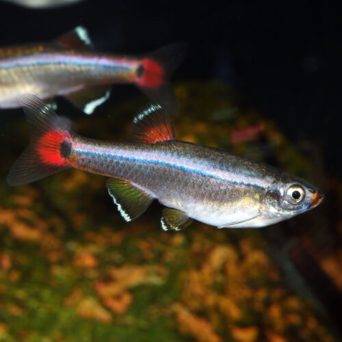 Kardinalfisch - White Cloud Mountain Minnow