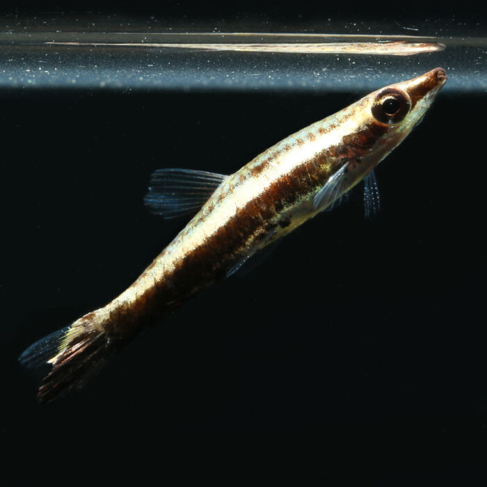 Spitzmaul-Ziersalmler - Brown Pencilfish