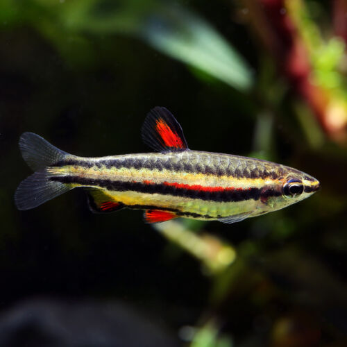 Zwergziersalmler - Dwarf Pencilfish