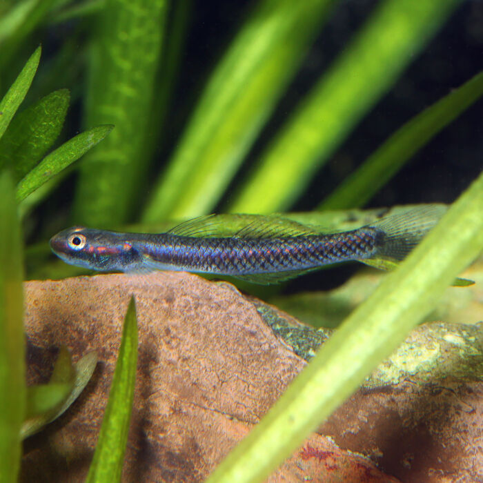 Neonblaue Algengrundel - Blue Neon Goby