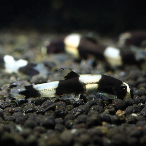 Panda-Schmerle - Panda Loach