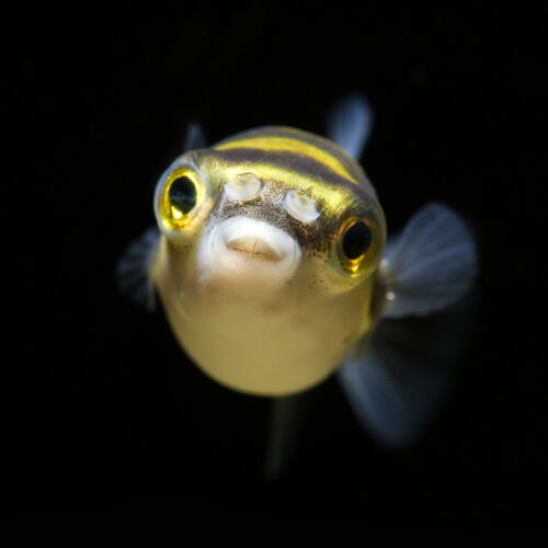 Papagei-Süßwasserkugelfisch - Asellus Puffer