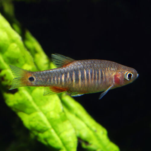 Querstreifen-Zwergbärbling - Emerald Dwarf Danio