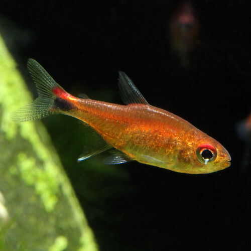 Roter Pfeffersalmler - Ruby Tetra