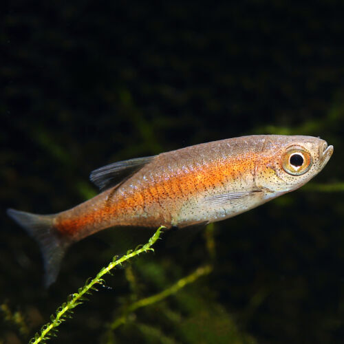 Roter Zwergbärbling - Red Dwarf Rasbora