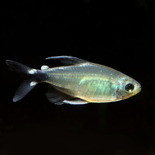 Schilfsalmler - Reed Tetra