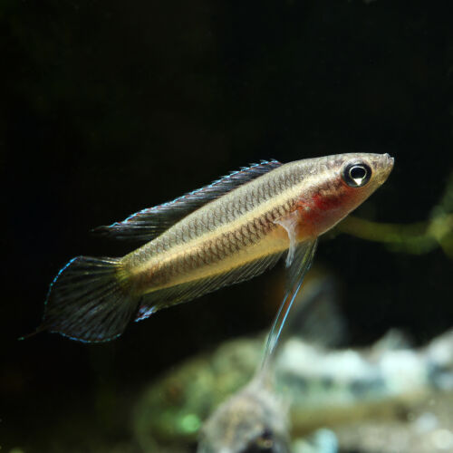 Sumpf-Prachtgurami - Swamp Licorice Gourami