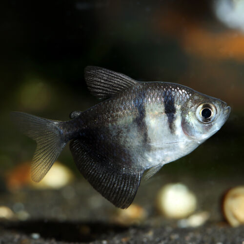 Trauermantelsalmler - Black Widow Tetra