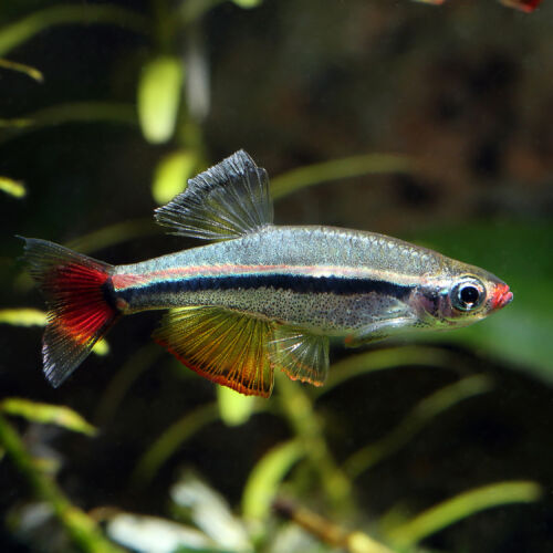 Vietnamesischer Kardinalfisch - Vietnamese Cardinal Minnow