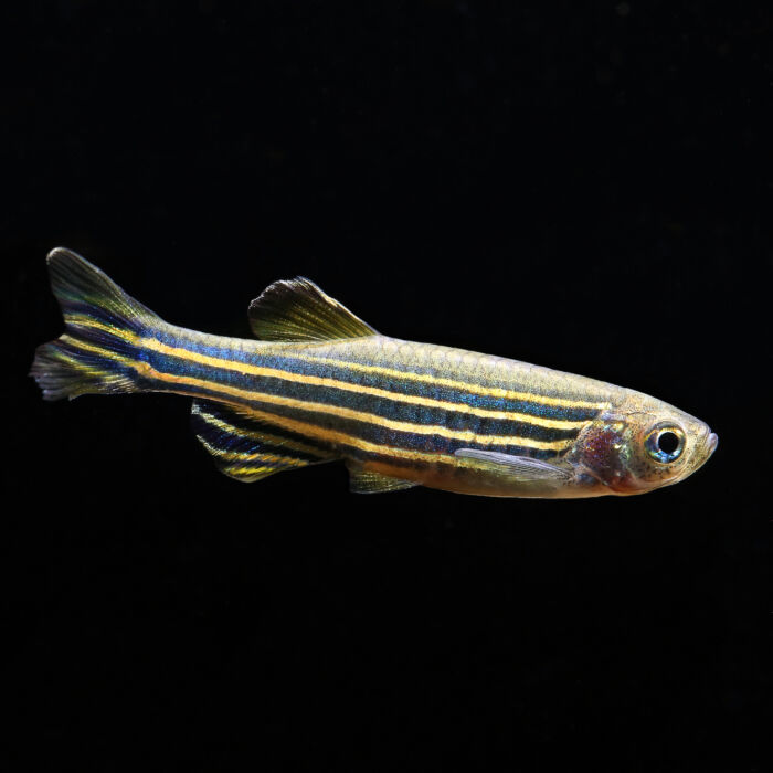 Zebrabärbling - Zebra Danio