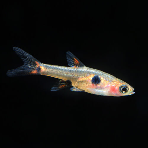 Zwergbärbling - Dwarf rasbora